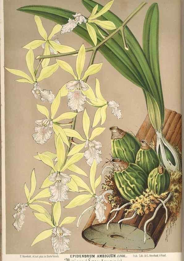 Reproducción/Reproduction 49690846702: L'Illustration horticole :. Gand, Belgium :Imprimerie et lithographie de F. et E. Gyselnyck,1854-1896.. 