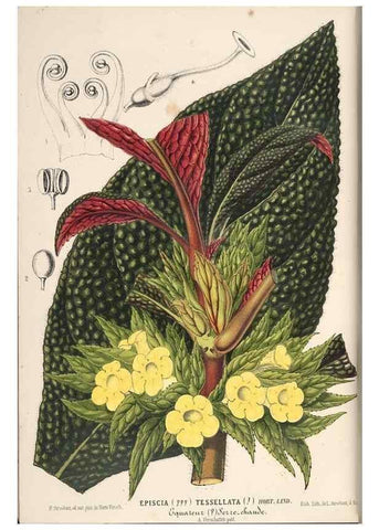 Reproducción/Reproduction 49690537991: L'Illustration horticole :. Gand, Belgium :Imprimerie et lithographie de F. et E. Gyselnyck,1854-1896.. 