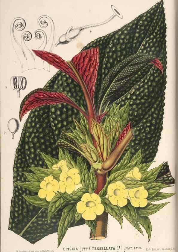 Reproducción/Reproduction 49690537991: L'Illustration horticole :. Gand, Belgium :Imprimerie et lithographie de F. et E. Gyselnyck,1854-1896.. 
