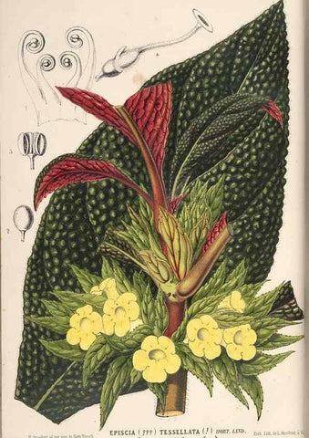 Reproducción/Reproduction 49690537991: L'Illustration horticole :. Gand, Belgium :Imprimerie et lithographie de F. et E. Gyselnyck,1854-1896.. 