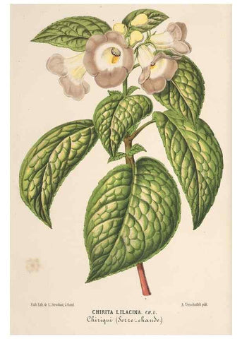 Reproducción/Reproduction 49690003683: L'Illustration horticole :. Gand, Belgium :Imprimerie et lithographie de F. et E. Gyselnyck,1854-1896.. 