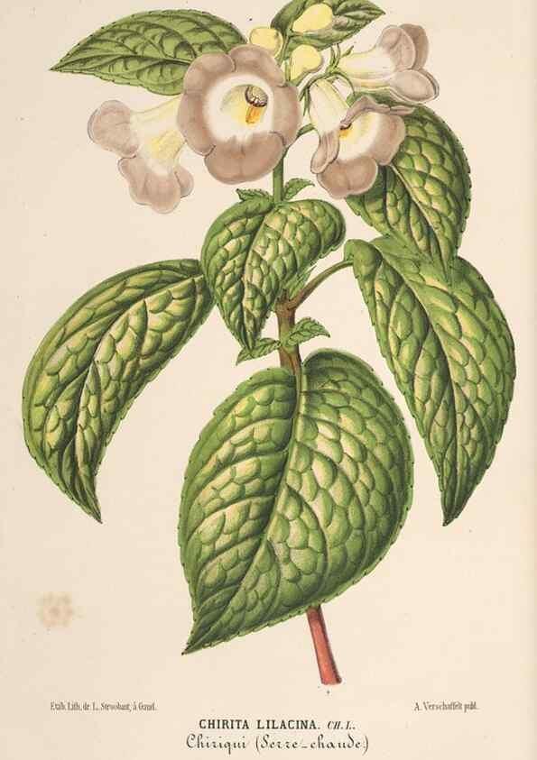 Reproducción/Reproduction 49690003683: L'Illustration horticole :. Gand, Belgium :Imprimerie et lithographie de F. et E. Gyselnyck,1854-1896.. 