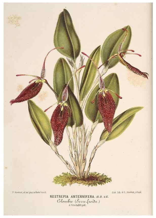 Reproducción/Reproduction 49690001438: L'Illustration horticole :. Gand, Belgium :Imprimerie et lithographie de F. et E. Gyselnyck,1854-1896.. 