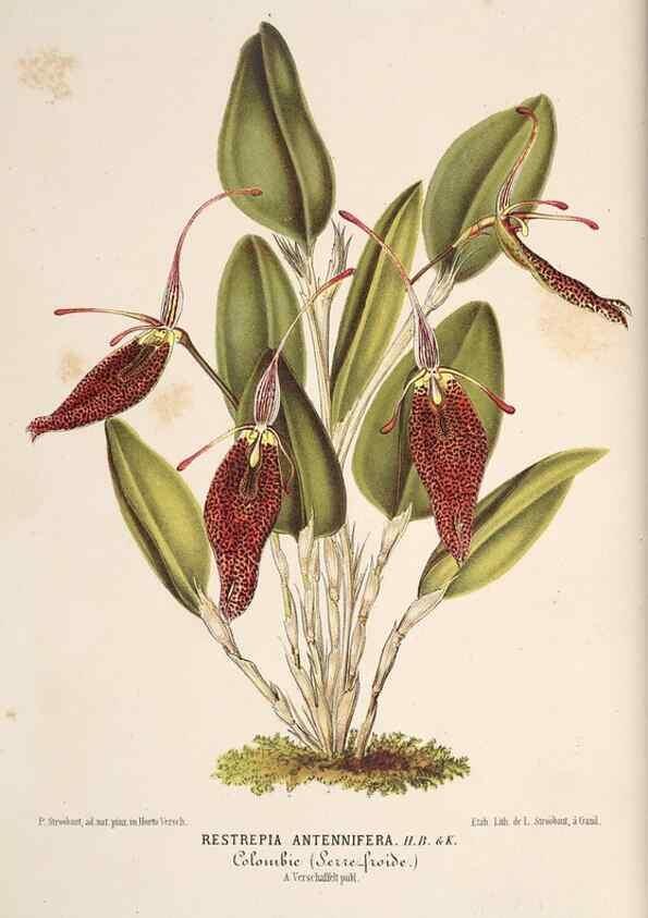 Reproducción/Reproduction 49690001438: L'Illustration horticole :. Gand, Belgium :Imprimerie et lithographie de F. et E. Gyselnyck,1854-1896.. 