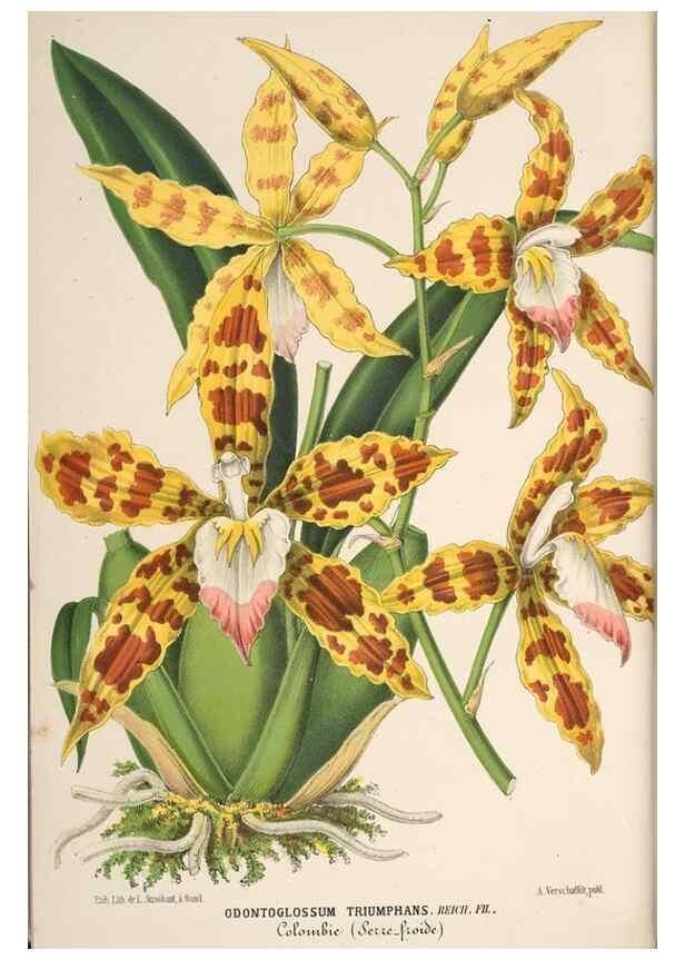 Reproducción/Reproduction 49690003953: L'Illustration horticole :. Gand, Belgium :Imprimerie et lithographie de F. et E. Gyselnyck,1854-1896.. 