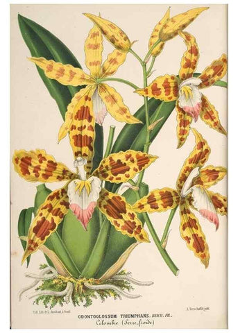Reproducción/Reproduction 49690003953: L'Illustration horticole :. Gand, Belgium :Imprimerie et lithographie de F. et E. Gyselnyck,1854-1896.. 