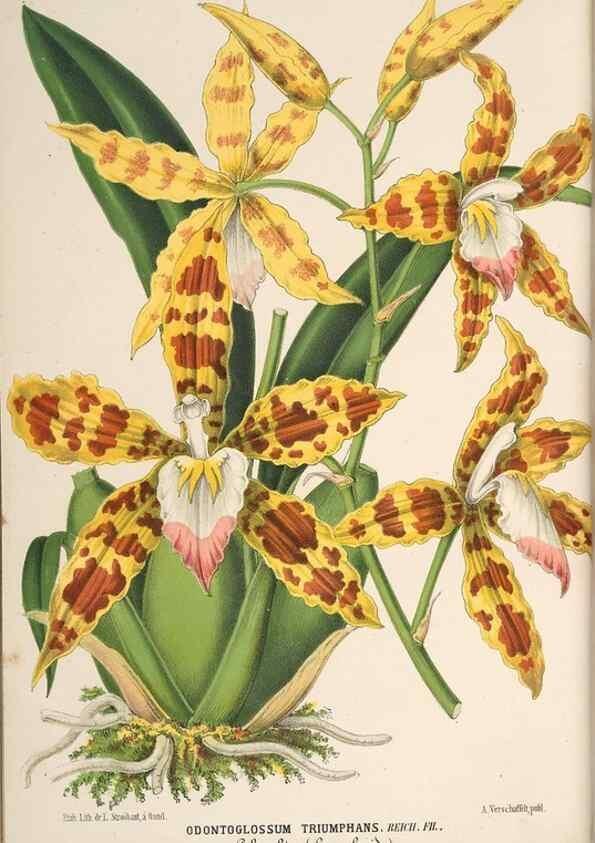 Reproducción/Reproduction 49690003953: L'Illustration horticole :. Gand, Belgium :Imprimerie et lithographie de F. et E. Gyselnyck,1854-1896.. 