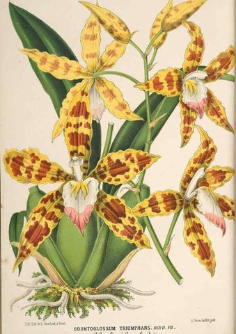 Reproducción/Reproduction 49690003953: L'Illustration horticole :. Gand, Belgium :Imprimerie et lithographie de F. et E. Gyselnyck,1854-1896.. 