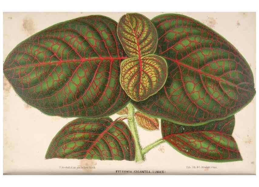 Reproducción/Reproduction 49690004428: L'Illustration horticole :. Gand, Belgium :Imprimerie et lithographie de F. et E. Gyselnyck,1854-1896.. 