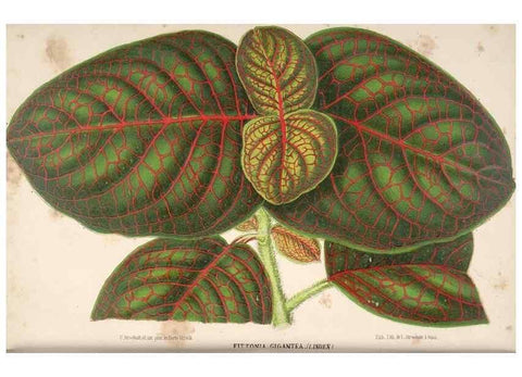 Reproducción/Reproduction 49690004428: L'Illustration horticole :. Gand, Belgium :Imprimerie et lithographie de F. et E. Gyselnyck,1854-1896.. 