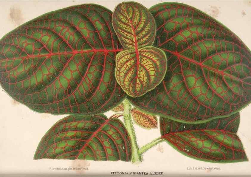 Reproducción/Reproduction 49690004428: L'Illustration horticole :. Gand, Belgium :Imprimerie et lithographie de F. et E. Gyselnyck,1854-1896.. 