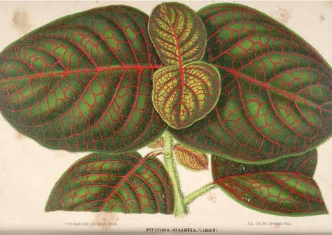 Reproducción/Reproduction 49690004428: L'Illustration horticole :. Gand, Belgium :Imprimerie et lithographie de F. et E. Gyselnyck,1854-1896.. 