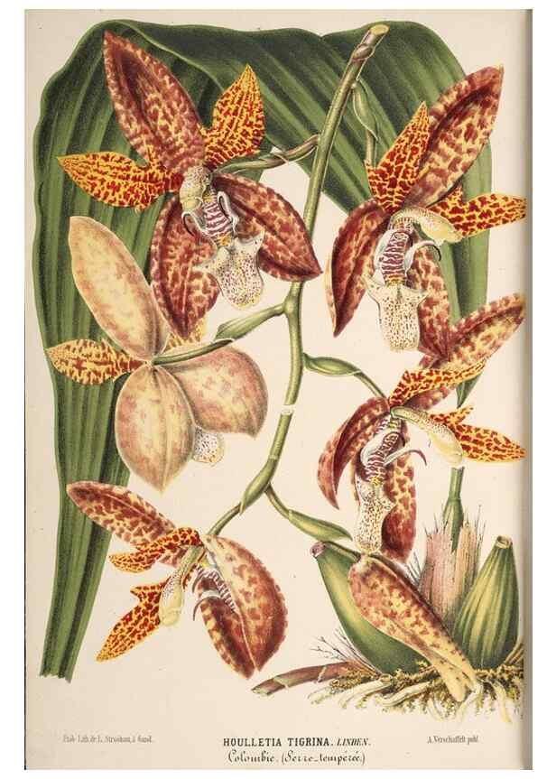 Reproducción/Reproduction 49690539181: L'Illustration horticole :. Gand, Belgium :Imprimerie et lithographie de F. et E. Gyselnyck,1854-1896.. 
