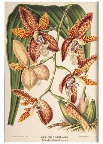 Reproducción/Reproduction 49690539181: L'Illustration horticole :. Gand, Belgium :Imprimerie et lithographie de F. et E. Gyselnyck,1854-1896.. 