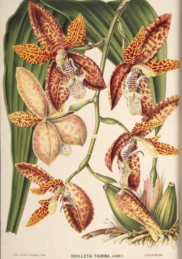 Reproducción/Reproduction 49690539181: L'Illustration horticole :. Gand, Belgium :Imprimerie et lithographie de F. et E. Gyselnyck,1854-1896.. 