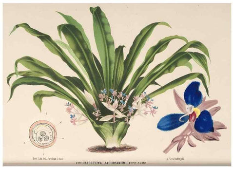 Reproducción/Reproduction 49690004868: L'Illustration horticole :. Gand, Belgium :Imprimerie et lithographie de F. et E. Gyselnyck,1854-1896.. 