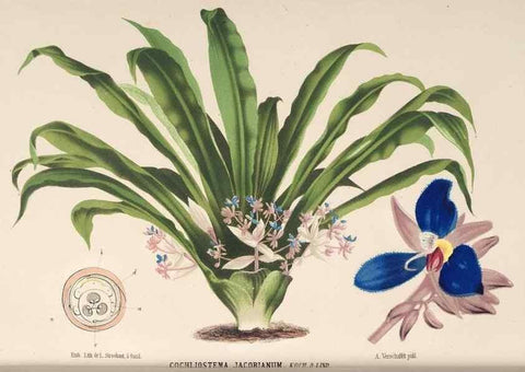 Reproducción/Reproduction 49690004868: L'Illustration horticole :. Gand, Belgium :Imprimerie et lithographie de F. et E. Gyselnyck,1854-1896.. 
