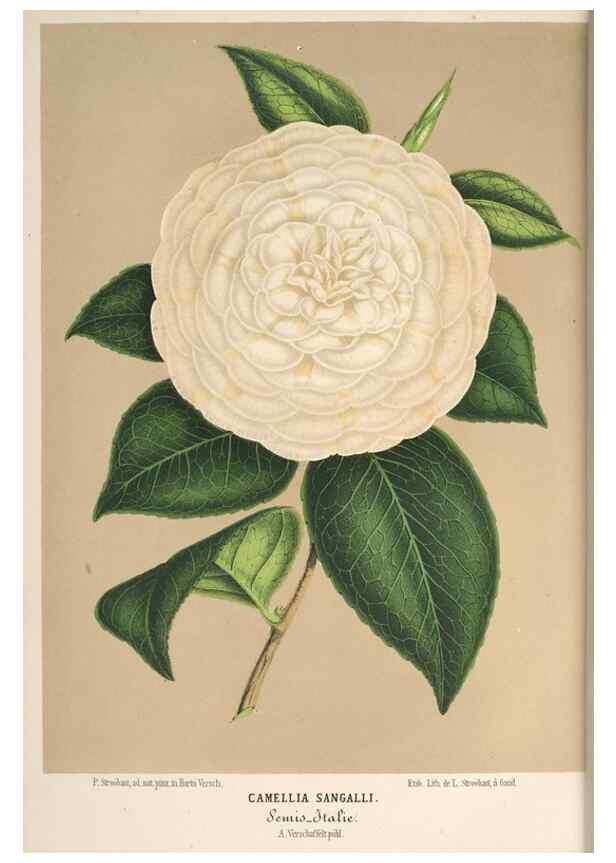 Reproducción/Reproduction 49690539611: L'Illustration horticole :. Gand, Belgium :Imprimerie et lithographie de F. et E. Gyselnyck,1854-1896.. 