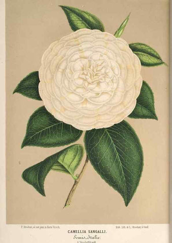 Reproducción/Reproduction 49690539611: L'Illustration horticole :. Gand, Belgium :Imprimerie et lithographie de F. et E. Gyselnyck,1854-1896.. 