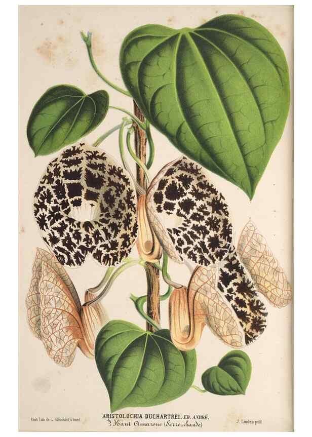 Reproducción/Reproduction 49690899542: L'Illustration horticole :. Gand, Belgium :Imprimerie et lithographie de F. et E. Gyselnyck,1854-1896.. 