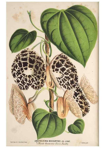 Reproducción/Reproduction 49690899542: L'Illustration horticole :. Gand, Belgium :Imprimerie et lithographie de F. et E. Gyselnyck,1854-1896.. 