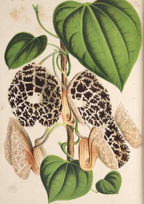 Reproducción/Reproduction 49690899542: L'Illustration horticole :. Gand, Belgium :Imprimerie et lithographie de F. et E. Gyselnyck,1854-1896.. 