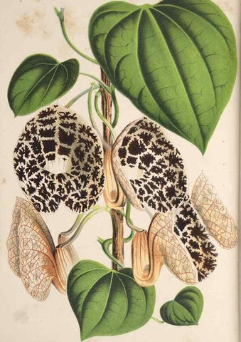 Reproducción/Reproduction 49690899542: L'Illustration horticole :. Gand, Belgium :Imprimerie et lithographie de F. et E. Gyselnyck,1854-1896.. 