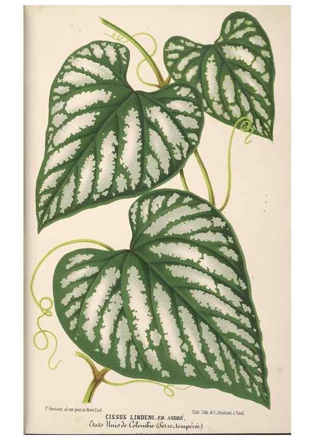 Reproducción/Reproduction 49690056513: L'Illustration horticole :. Gand, Belgium :Imprimerie et lithographie de F. et E. Gyselnyck,1854-1896.. 