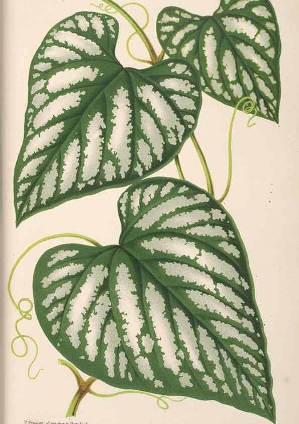Reproducción/Reproduction 49690056513: L'Illustration horticole :. Gand, Belgium :Imprimerie et lithographie de F. et E. Gyselnyck,1854-1896.. 