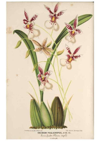 Reproducción/Reproduction 49690056848: L'Illustration horticole :. Gand, Belgium :Imprimerie et lithographie de F. et E. Gyselnyck,1854-1896.. 