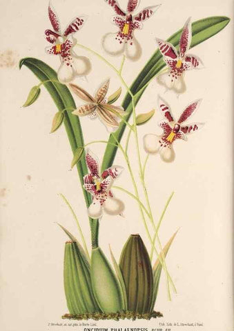 Reproducción/Reproduction 49690056848: L'Illustration horticole :. Gand, Belgium :Imprimerie et lithographie de F. et E. Gyselnyck,1854-1896.. 