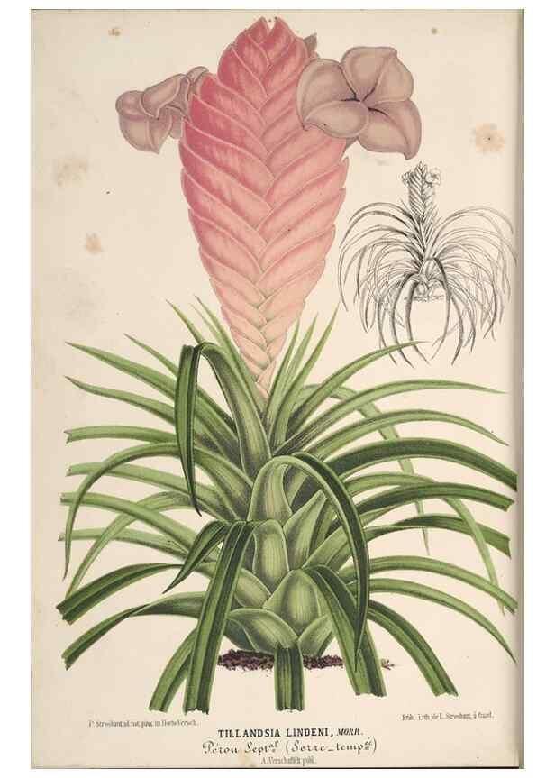 Reproducción/Reproduction 49690847852: L'Illustration horticole :. Gand, Belgium :Imprimerie et lithographie de F. et E. Gyselnyck,1854-1896.. 