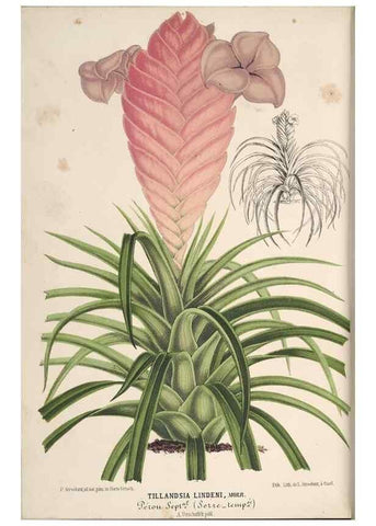 Reproducción/Reproduction 49690847852: L'Illustration horticole :. Gand, Belgium :Imprimerie et lithographie de F. et E. Gyselnyck,1854-1896.. 