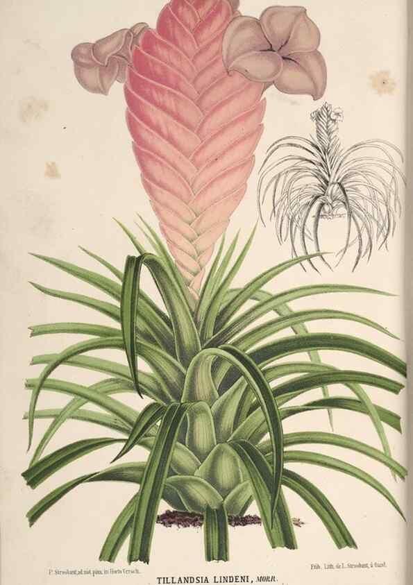 Reproducción/Reproduction 49690847852: L'Illustration horticole :. Gand, Belgium :Imprimerie et lithographie de F. et E. Gyselnyck,1854-1896.. 