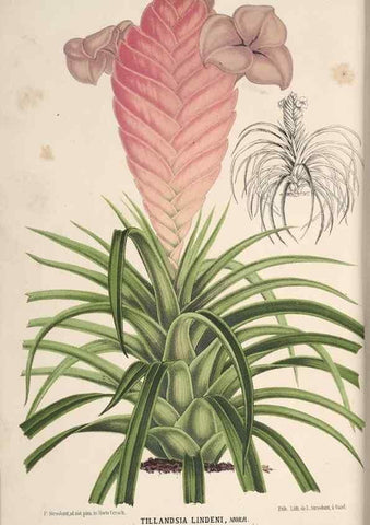 Reproducción/Reproduction 49690847852: L'Illustration horticole :. Gand, Belgium :Imprimerie et lithographie de F. et E. Gyselnyck,1854-1896.. 