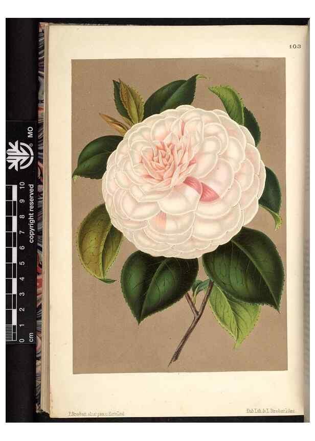 Reproducción/Reproduction 49691138817: L'Illustration horticole :. Gand, Belgium :Imprimerie et lithographie de F. et E. Gyselnyck,1854-1896.. 