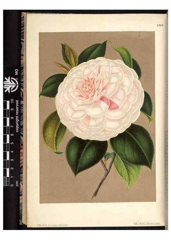 Reproducción/Reproduction 49691138817: L'Illustration horticole :. Gand, Belgium :Imprimerie et lithographie de F. et E. Gyselnyck,1854-1896.. 