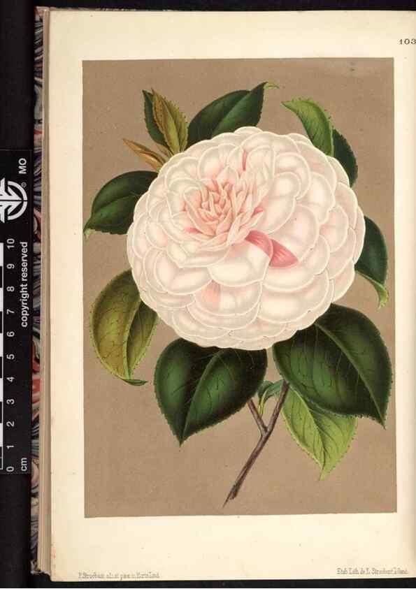 Reproducción/Reproduction 49691138817: L'Illustration horticole :. Gand, Belgium :Imprimerie et lithographie de F. et E. Gyselnyck,1854-1896.. 