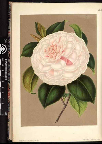 Reproducción/Reproduction 49691138817: L'Illustration horticole :. Gand, Belgium :Imprimerie et lithographie de F. et E. Gyselnyck,1854-1896.. 