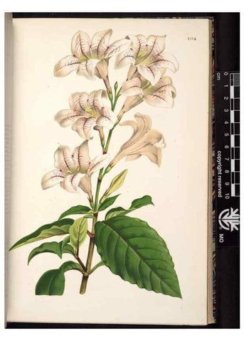 Reproducción/Reproduction 49690828076: L'Illustration horticole :. Gand, Belgium :Imprimerie et lithographie de F. et E. Gyselnyck,1854-1896.. 