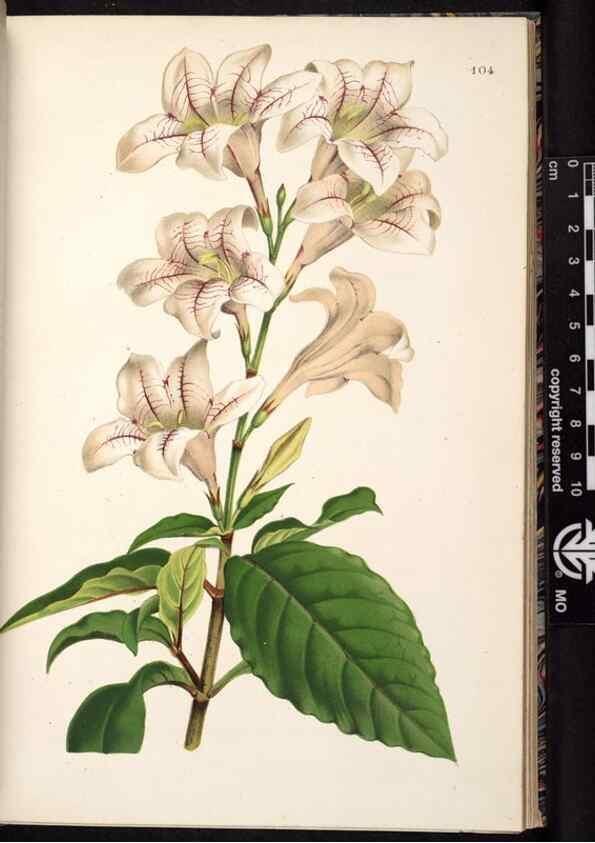 Reproducción/Reproduction 49690828076: L'Illustration horticole :. Gand, Belgium :Imprimerie et lithographie de F. et E. Gyselnyck,1854-1896.. 