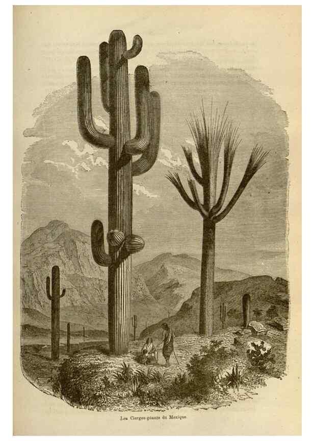 Reproducción/Reproduction 49690295938: L'Illustration horticole :. Gand, Belgium :Imprimerie et lithographie de F. et E. Gyselnyck,1854-1896.. 