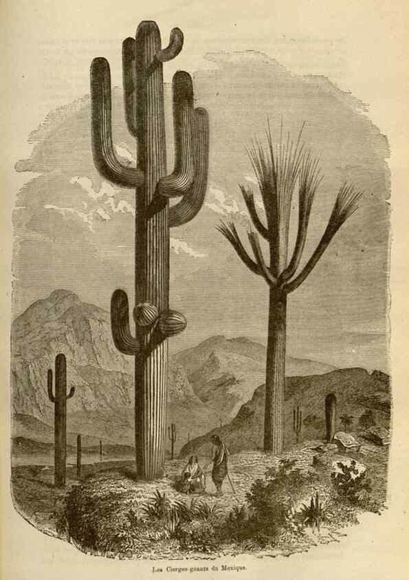 Reproducción/Reproduction 49690295938: L'Illustration horticole :. Gand, Belgium :Imprimerie et lithographie de F. et E. Gyselnyck,1854-1896.. 