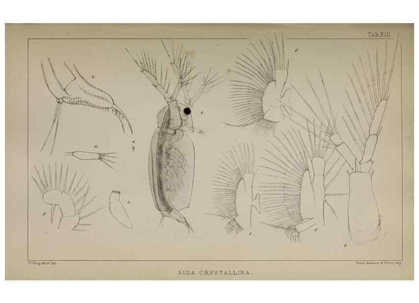 Reproducción/Reproduction 49690772413: The natural history of the British Entomostraca.. London,The Ray society,1850.. 