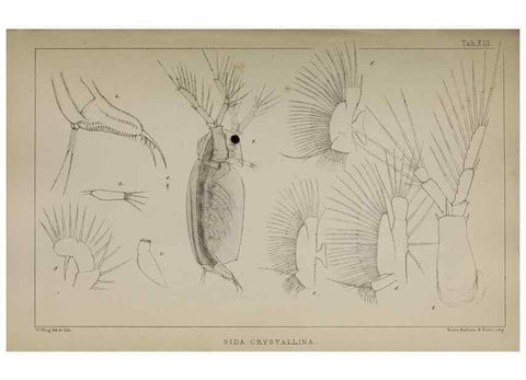 Reproducción/Reproduction 49690772413: The natural history of the British Entomostraca.. London,The Ray society,1850.. 