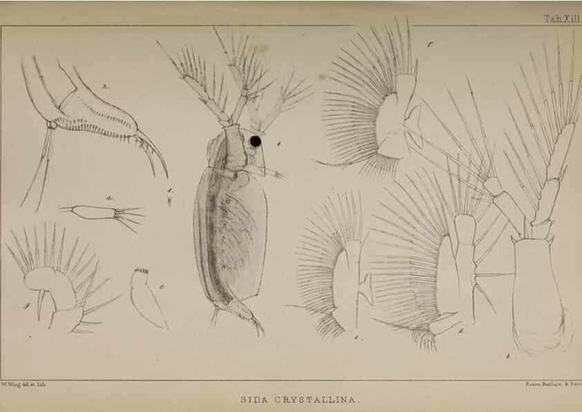Reproducción/Reproduction 49690772413: The natural history of the British Entomostraca.. London,The Ray society,1850.. 