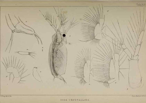 Reproducción/Reproduction 49690772413: The natural history of the British Entomostraca.. London,The Ray society,1850.. 