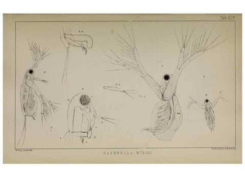 Reproducción/Reproduction 49690772633: The natural history of the British Entomostraca.. London,The Ray society,1850.. 