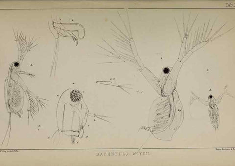 Reproducción/Reproduction 49690772633: The natural history of the British Entomostraca.. London,The Ray society,1850.. 