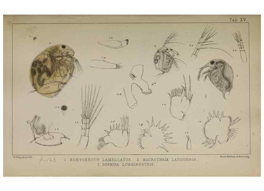 Reproducción/Reproduction 49690772838: The natural history of the British Entomostraca.. London,The Ray society,1850.. 